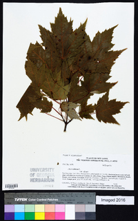 Acer rubrum var. rubrum image