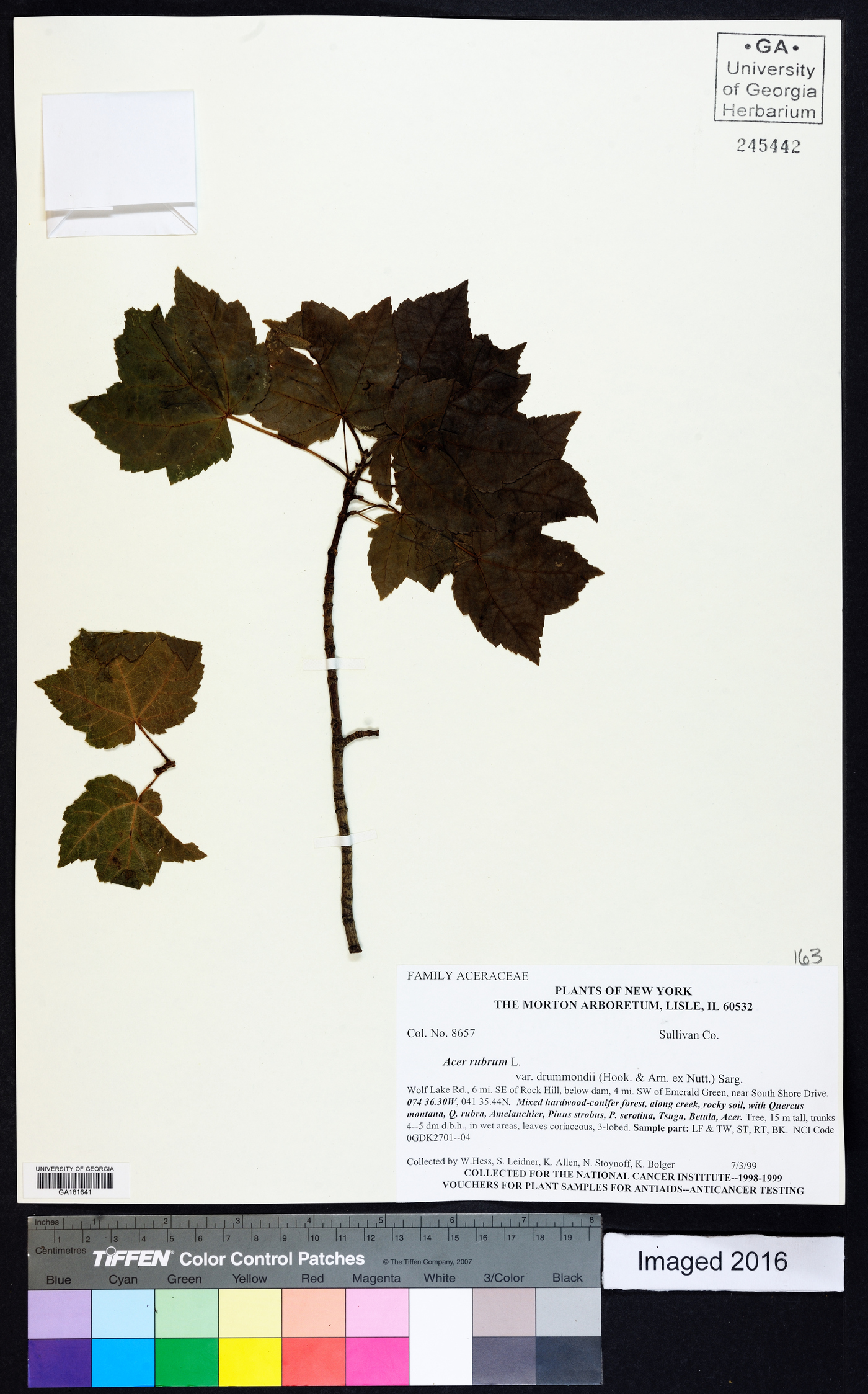 Acer rubrum var. drummondii image