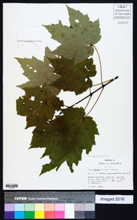 Acer rubrum var. rubrum image