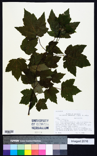 Acer rubrum var. rubrum image