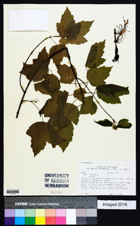 Acer rubrum var. rubrum image