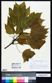 Acer rubrum var. rubrum image