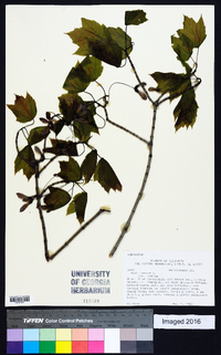 Acer rubrum var. rubrum image