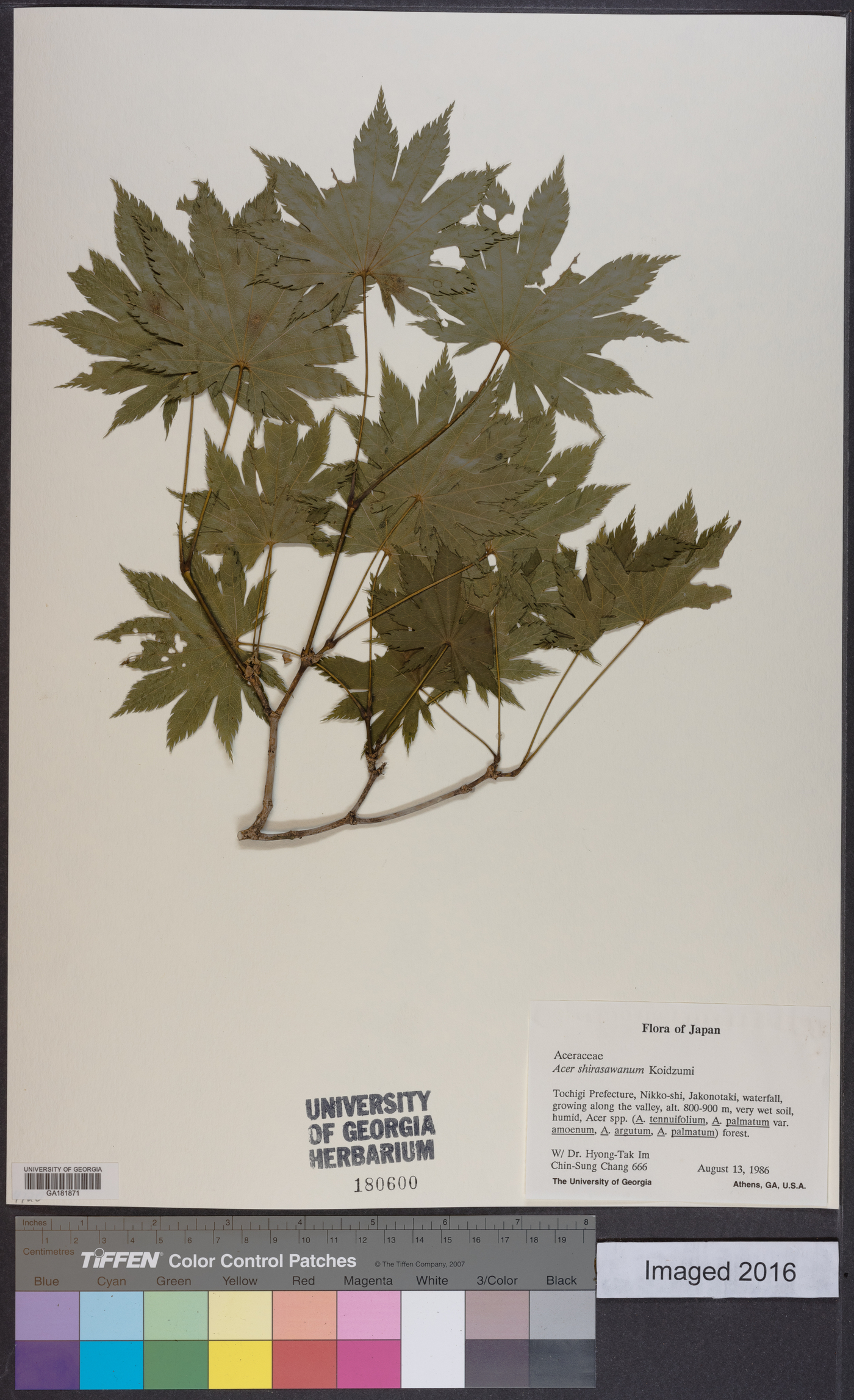 Acer shirasawanum image