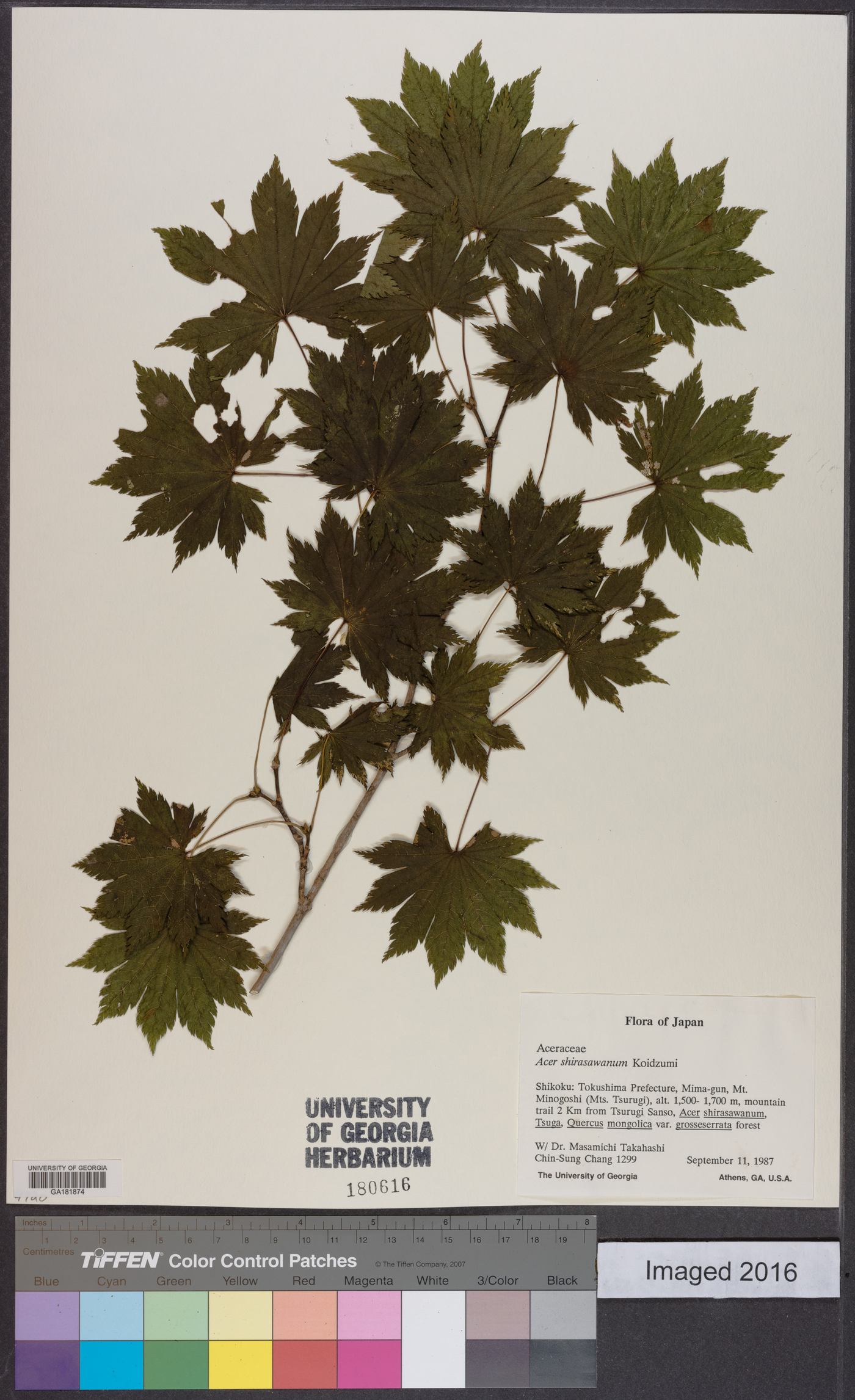 Acer shirasawanum image