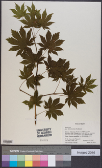 Acer shirasawanum image