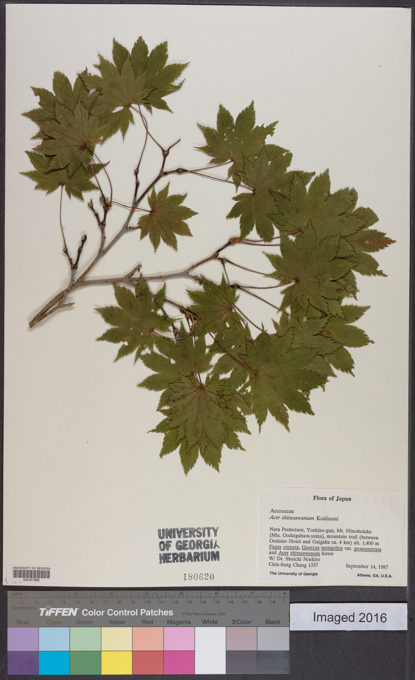 Acer shirasawanum image