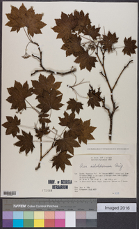 Acer sieboldianum image