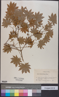 Acer sieboldianum image