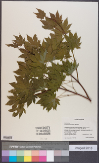 Acer sieboldianum image