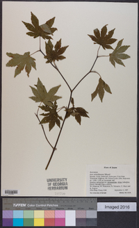 Acer sieboldianum image