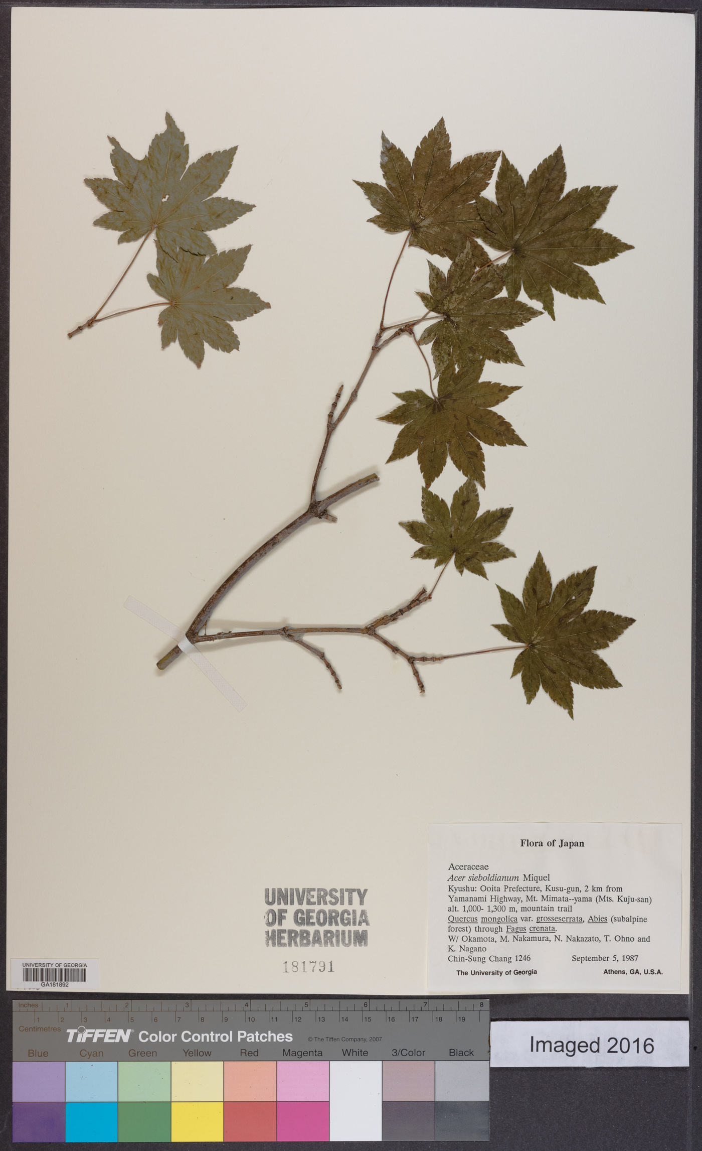 Acer sieboldianum image