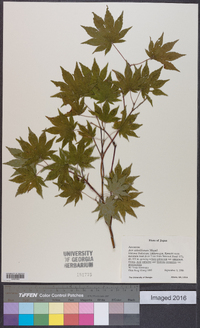 Acer sieboldianum image