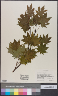 Acer sieboldianum image