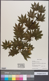 Acer sieboldianum image