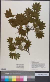 Acer sieboldianum image