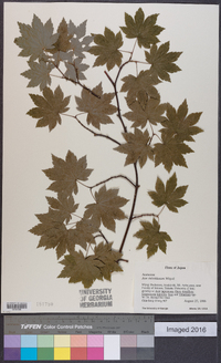 Acer sieboldianum image