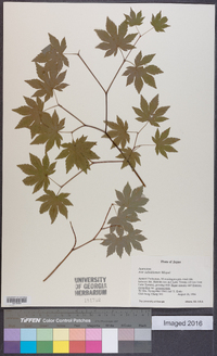 Acer sieboldianum image