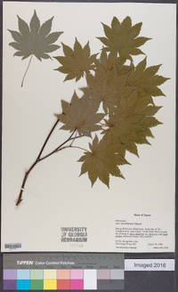 Acer sieboldianum image