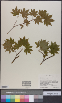 Acer sieboldianum image