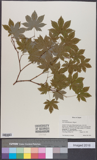 Acer sieboldianum image