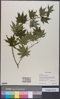 Acer sieboldianum image