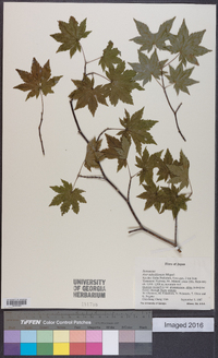 Acer sieboldianum image