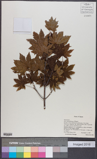 Acer sieboldianum image