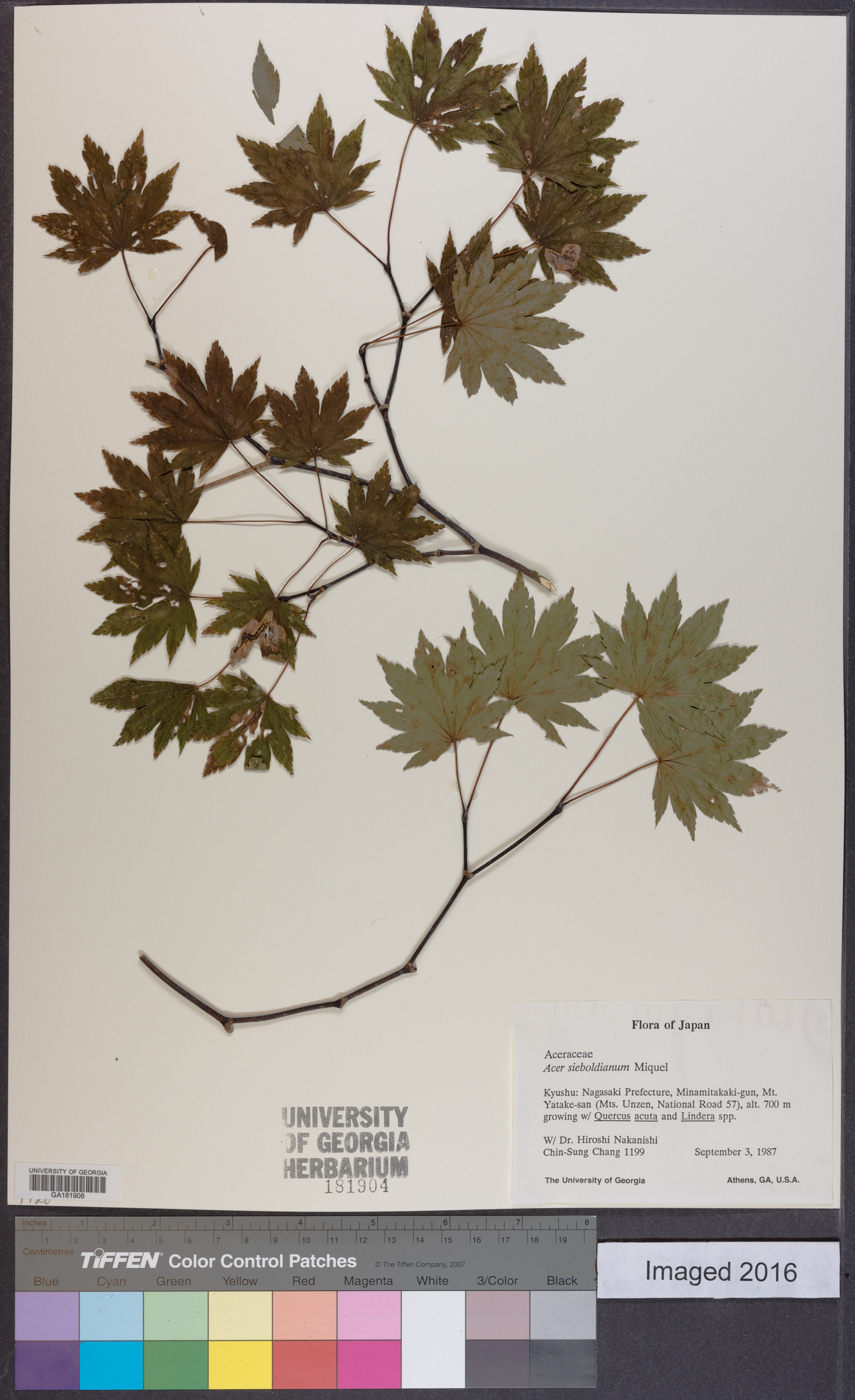 Acer sieboldianum image