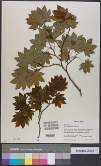 Acer sieboldianum image