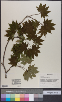 Acer sieboldianum image