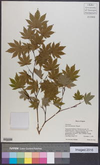 Acer sieboldianum image