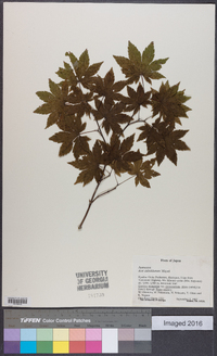 Acer sieboldianum image