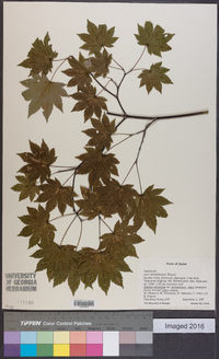 Acer sieboldianum image