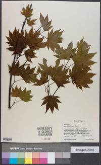 Acer sieboldianum image