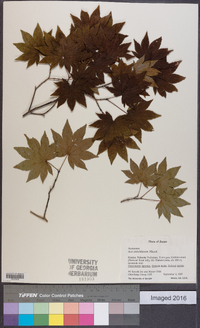 Acer sieboldianum image