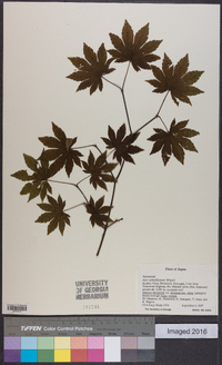 Acer sieboldianum image