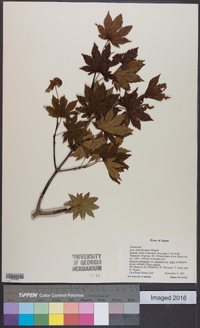 Acer sieboldianum image