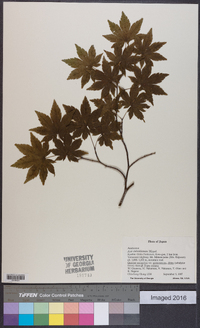 Acer sieboldianum image