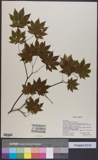 Acer sieboldianum image