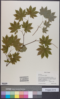 Acer sieboldianum image