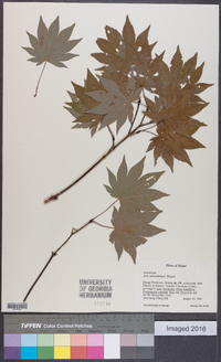 Acer sieboldianum image