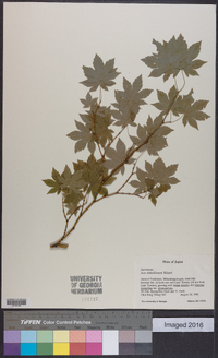 Acer sieboldianum image