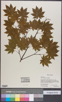 Acer sieboldianum image