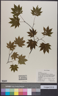 Acer sieboldianum image