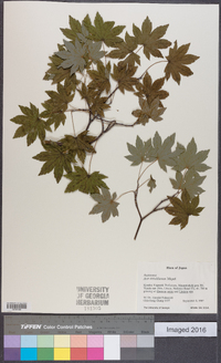 Acer sieboldianum image