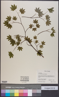 Acer sieboldianum image