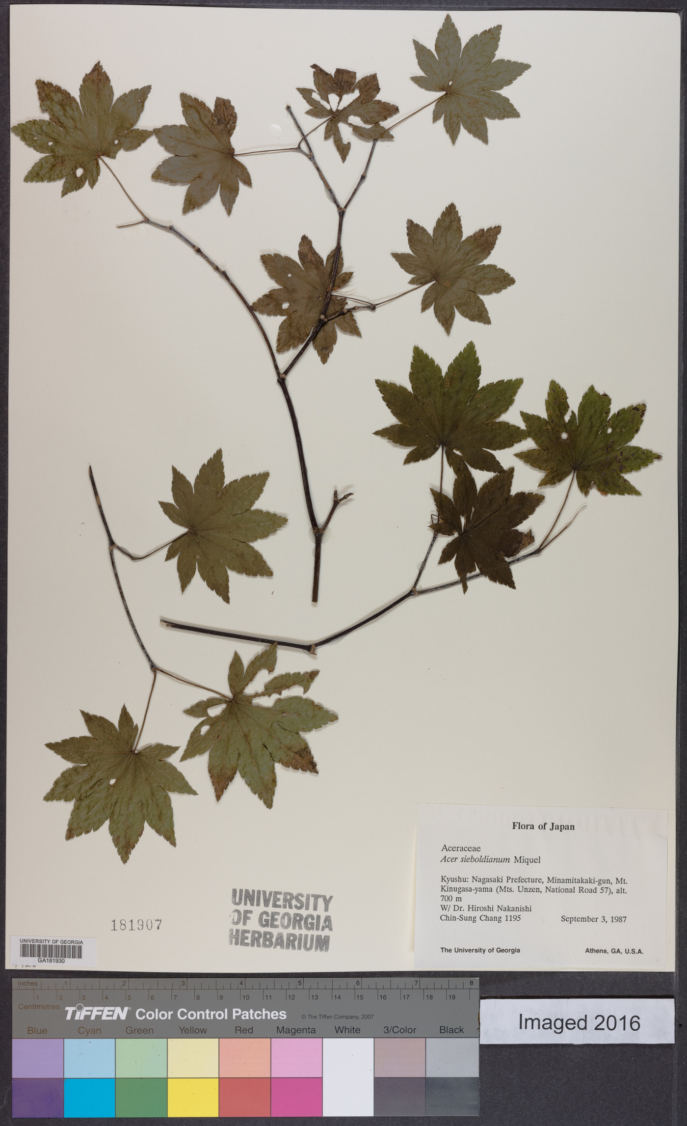 Acer sieboldianum image