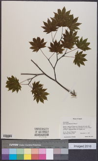 Acer sieboldianum image