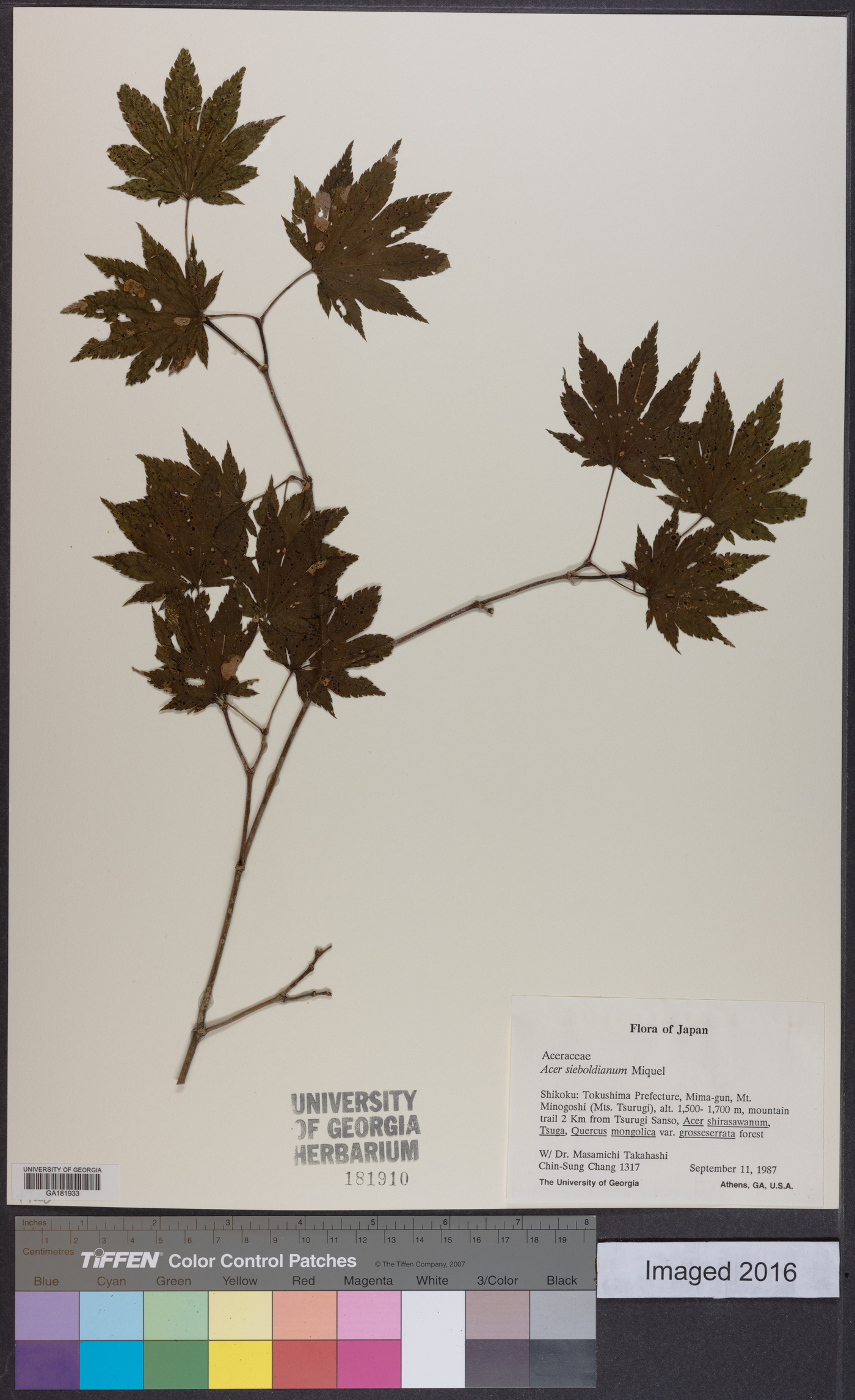 Acer sieboldianum image